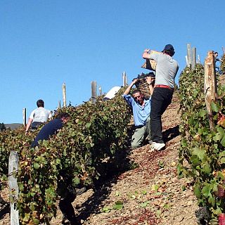 La cultura del vino en Radio 5