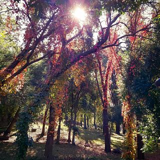 Palencia - Bosque Encantado