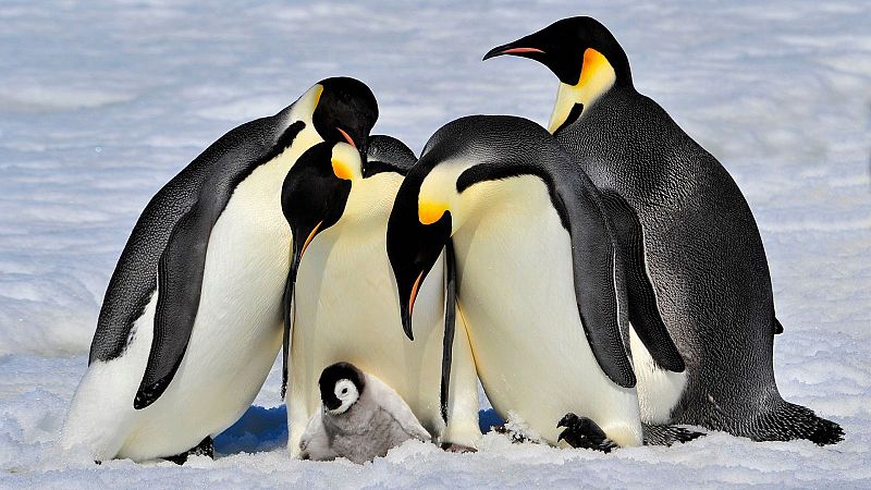 Historias mínimas de 2008: de la adopción “pingüinil” al elefante yonqui - escuchar ahora