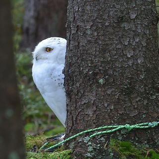 La lechuza blanca se camufla a plena luz de luna