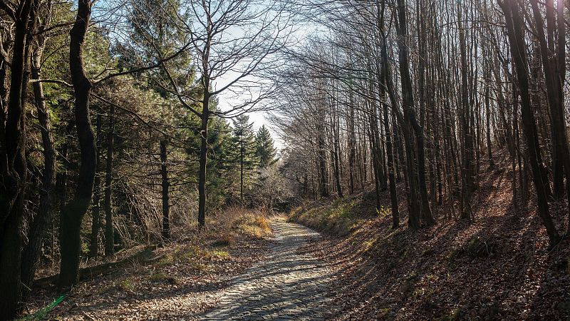 Vida Verda - Boscos: Del risc d'incendi a l'oportunitat + A Super Power to Defend Nature - Escoltar Ara