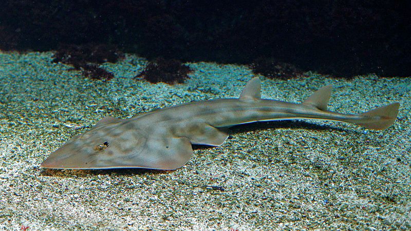 Españoles en la mar - Navidades en el acuario, unas fiestas diferentes - 20/12/24 - Escuchar ahora