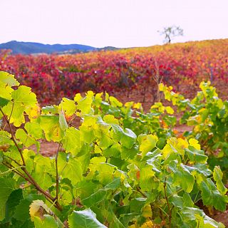 La cultura del vino en Radio 5