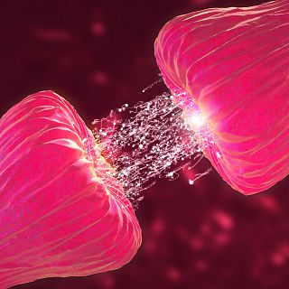 Descubierto el receptor de los antidepresivos