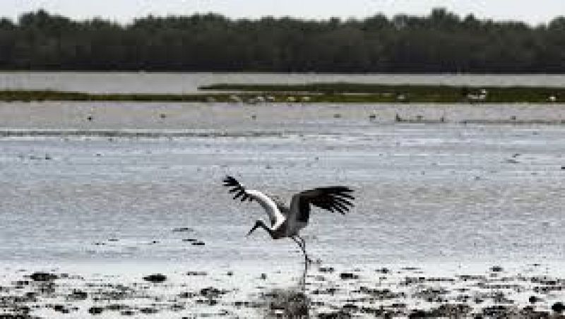 Reportajes Emisoras - Huelva - Doñana, 30 años como Patrimonio Mundial de la Humanidad - 07/01/25 - Escuchar ahora