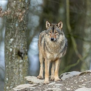 En clave Turismo - En clave turismo - El lobo, animal odiado y amado, siempre envuelto en polémica - 07/01/25 - Escuchar ahora