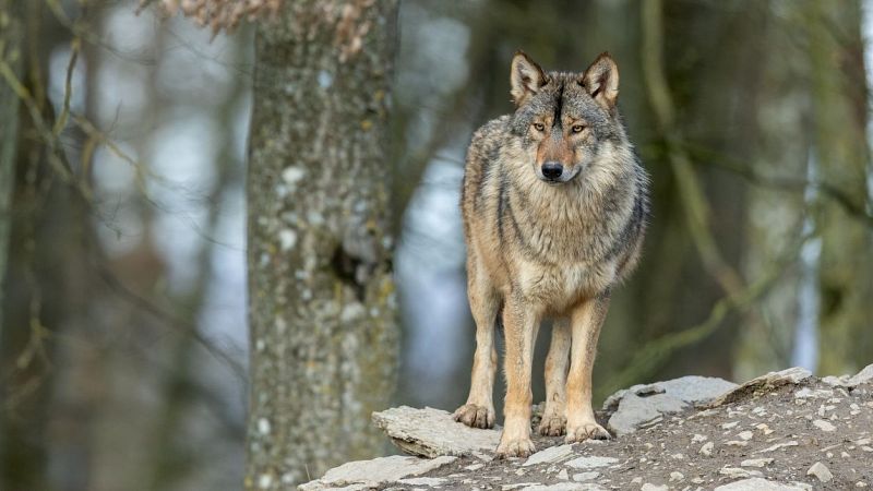 En clave turismo - El lobo, animal odiado y amado, siempre envuelto en polmica - 07/01/25 - Escuchar ahora