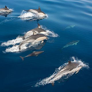 Españoles en la mar