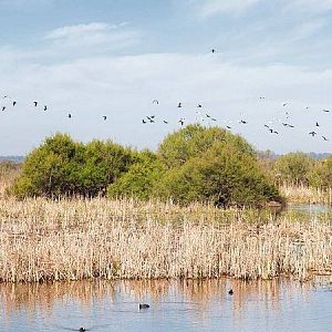 Reportajes Emisoras - Reportajes Emisoras - Huelva - El mal estado de Doñana está afectando a las aves migratorias - 08/01/25 - Escuchar ahora