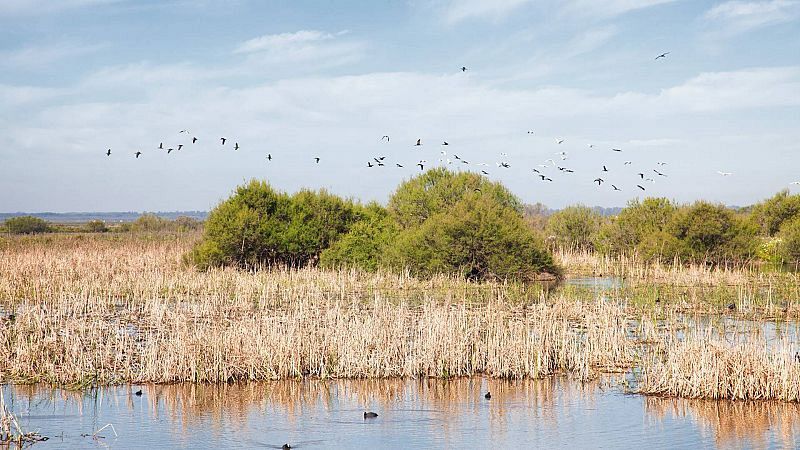 Reportajes Emisoras - Huelva - El mal estado de Doñana está afectando a las aves migratorias - 08/01/25 - Escuchar ahora