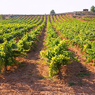 Un país de vino