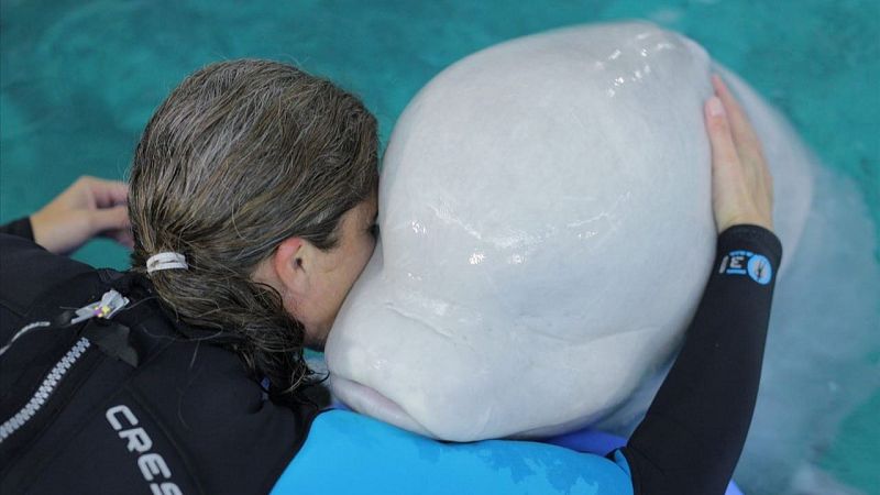 Las belugas ucranianas se integran con éxito en el Oceanogràfic - Escuchar ahora