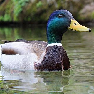 Toni Mata: la desaparició dels ànecs del Guinardó