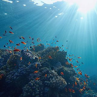 Españoles en la mar