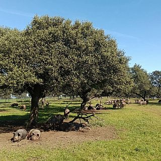 De la montanera a la producción y venta del jamón ibérico