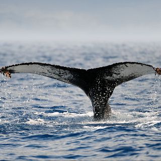 Submon, conservación de la biodiversidad marina