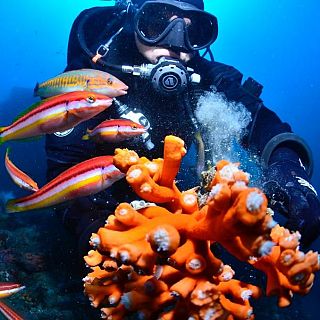 La restauración de arrecifes profundos de coral