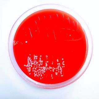 La vida social de las bacterias