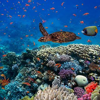 Desencadenar una revolución en las ciencias oceánicas