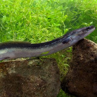 La anguila al borde de la extinción según un nuevo estudio
