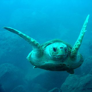 Un proyecto que une ciencia, sector pesquero y conservación