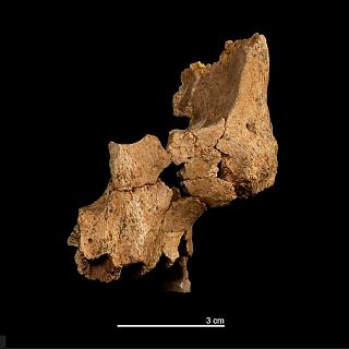 Pink, la cara fósil que revoluciona la paleoantropología
