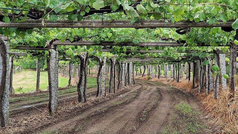 Ruta del Vino Rías Baixas