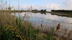 S'avança la fumigació contra els mosquits al Delta de l'Ebre