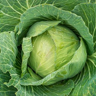 Alimento y salud