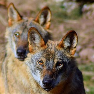 La Rioja - Caza del lobo