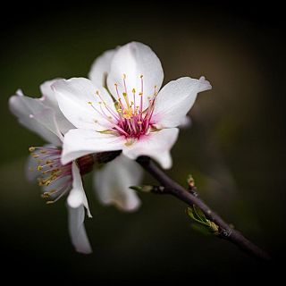 Florece en tu jardn