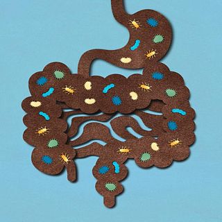 La flora intestinal libera ácidos que refuerzan la inmunidad al cáncer
