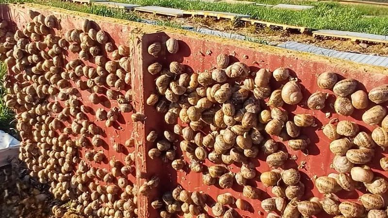 Degustar Espaa - Una de caracoles - 26/04/25 - Escuchar ahora