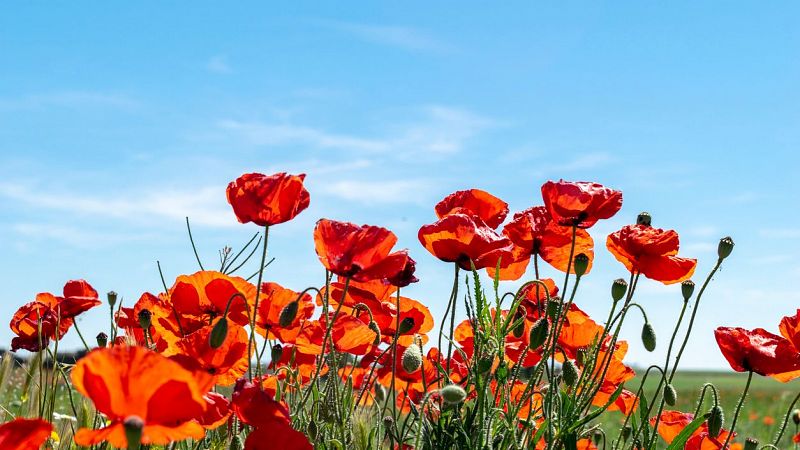 La hora azul - Wilde: la primavera y la estación del dolor - 28/04/25 - escuchar ahora