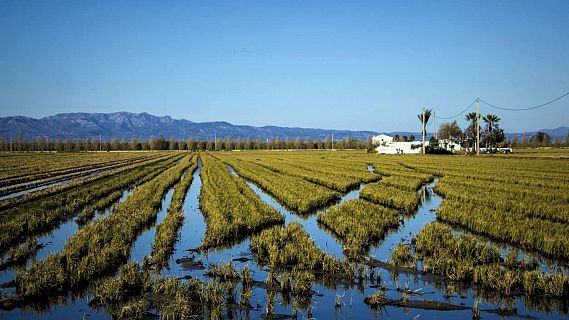 Comença amb retard la campanya de l?arròs al delta de l?Ebre