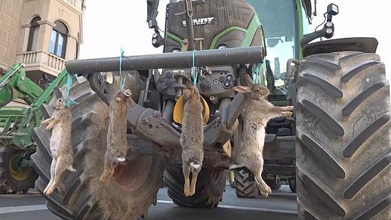 El govern dona per acabada l'emergència cinegètica de fauna salvatge a Lleida
