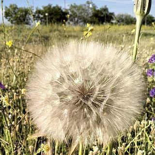 Aprender de la inteligencia de las plantas. Con Mancuso