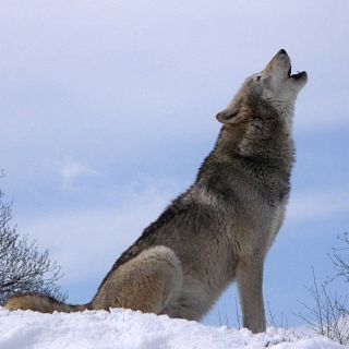 Lobo