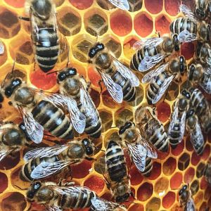 Mediterráneo - Mediterráneo - El sonido de las abejas silvestres mediterráneas - 18/05/25 - escuchar ahora