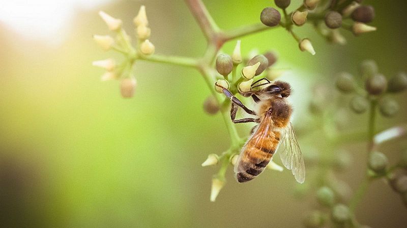 Día de las Abejas - Escuchar ahora