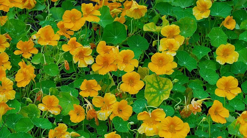 La Matinera - Ral Balam: Menjar flors - Escoltar Ara