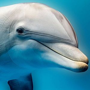 Españoles en la mar - Españoles en la mar - La inteligencia de los delfines - 22/05/25 - escuchar ahora