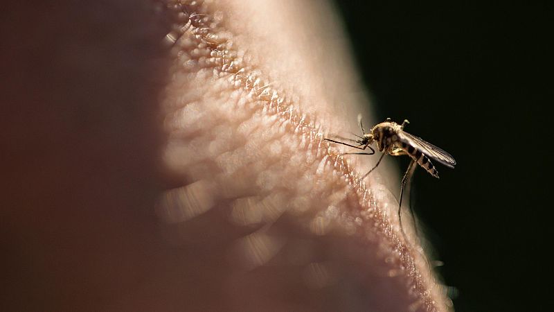 Las mañanas de RNE con Josep Cuní - Un nuevo enfoque de control de la malaria abre la puerta a mosquiteras más eficaces - Escuchar ahora