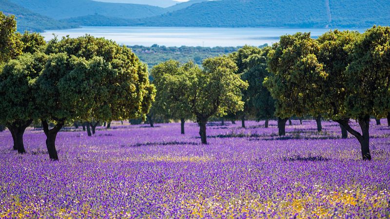 Degustar Espaa - AOVE y vino de los Montes de Toledo - 31/05/25 - Escuchar ahora