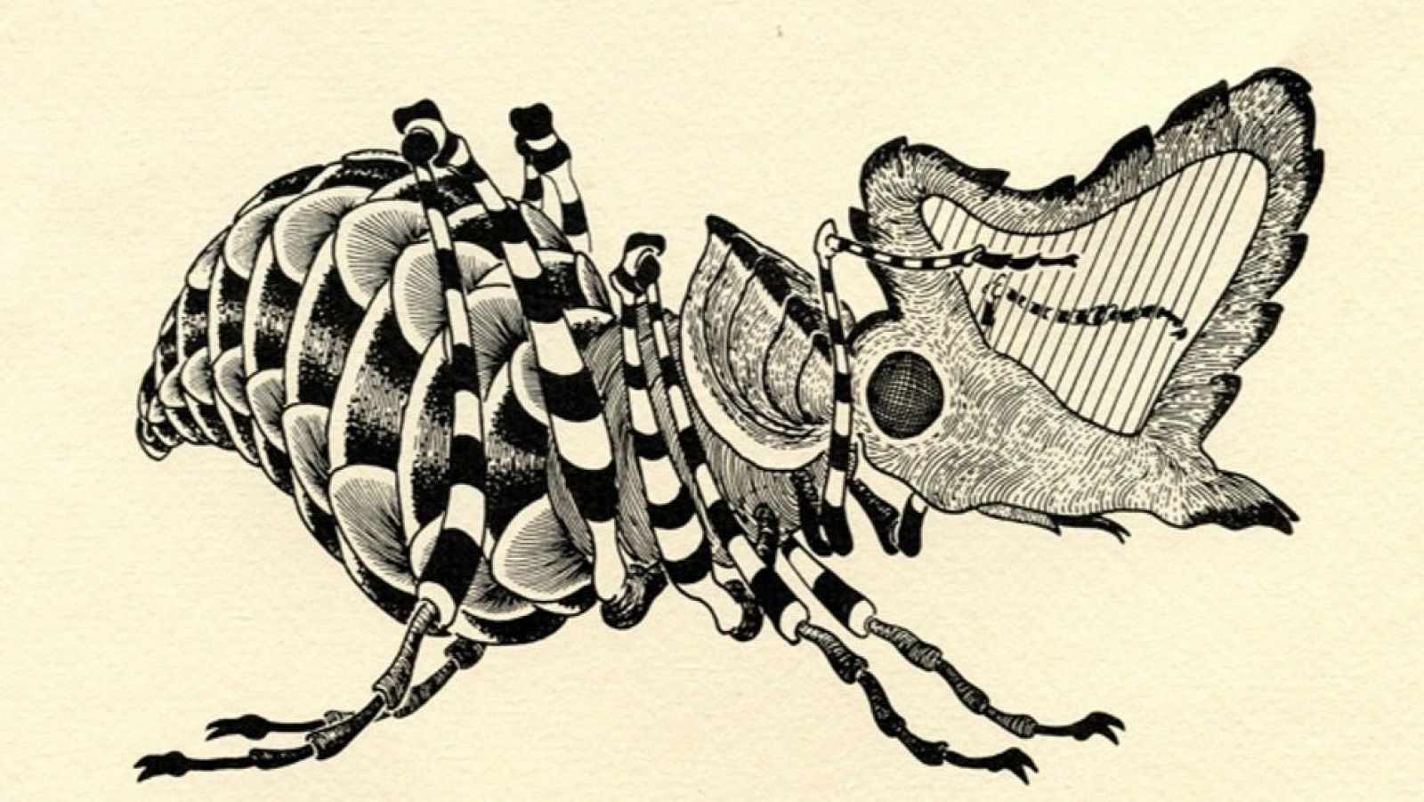 Amordiscos - Entomoteca musical, bichos y canciones