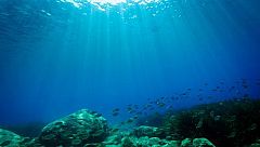 Raons per preservar la biodiversitat marina
