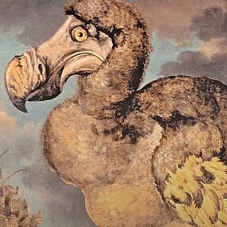 Els efectes d'ampliar un aeroport. Animalista, biolgic, social
