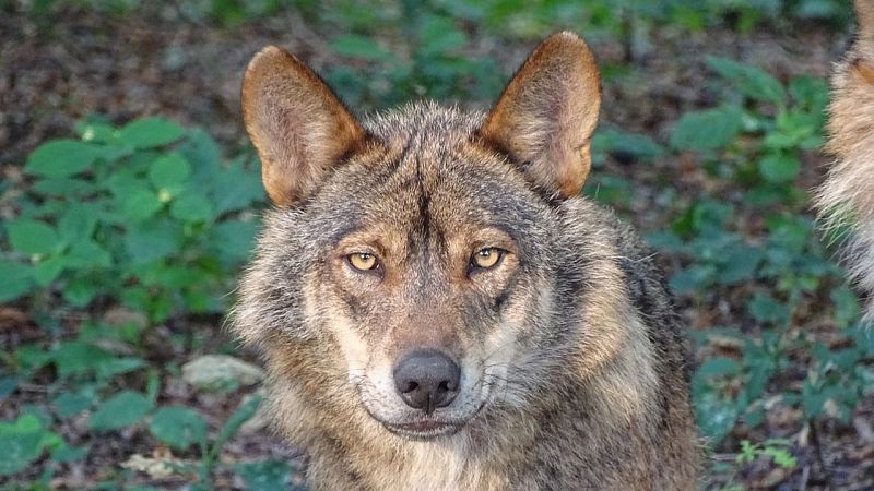 Reserva natural - Crece la crispación en el conflicto del lobo y nace Criosfera Pirineos - 19/06/25 - Escuchar ahora