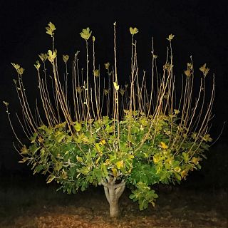 El bosque existe en la noche. 2 parte. Con Ral Alcanduerca