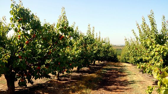 Augmenta l'inters juvenil en la campanya de la fruita